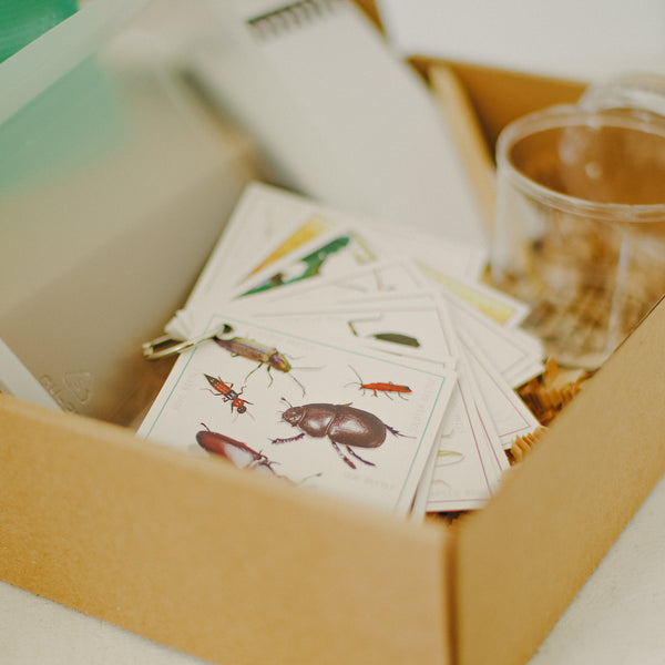 'About bugs' Nature Kit