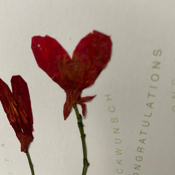 Congratulations - Greeting Card